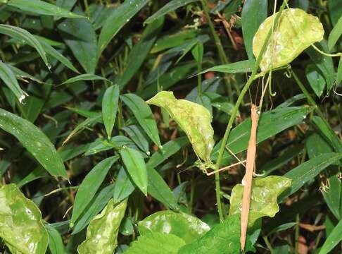 Image of Stick insect