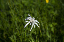 Image of Podospermum roseum subsp. roseum