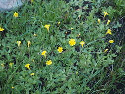 Image of Yellow Creeping Monkey-Flower