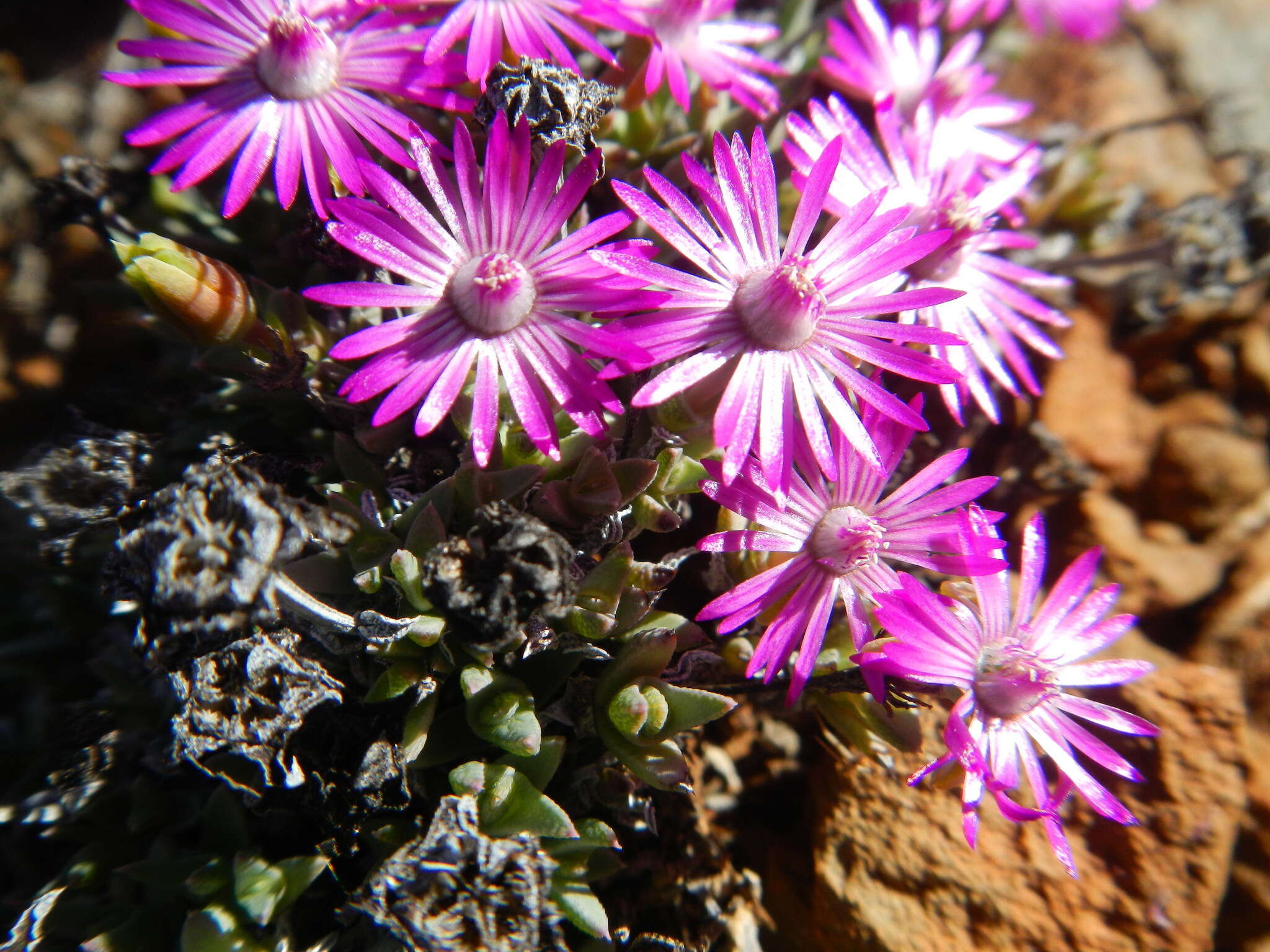 Image of Antimima leipoldtii (L. Bol.) H. E. K. Hartmann