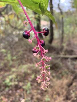 Image of Phytolacca americana var. americana