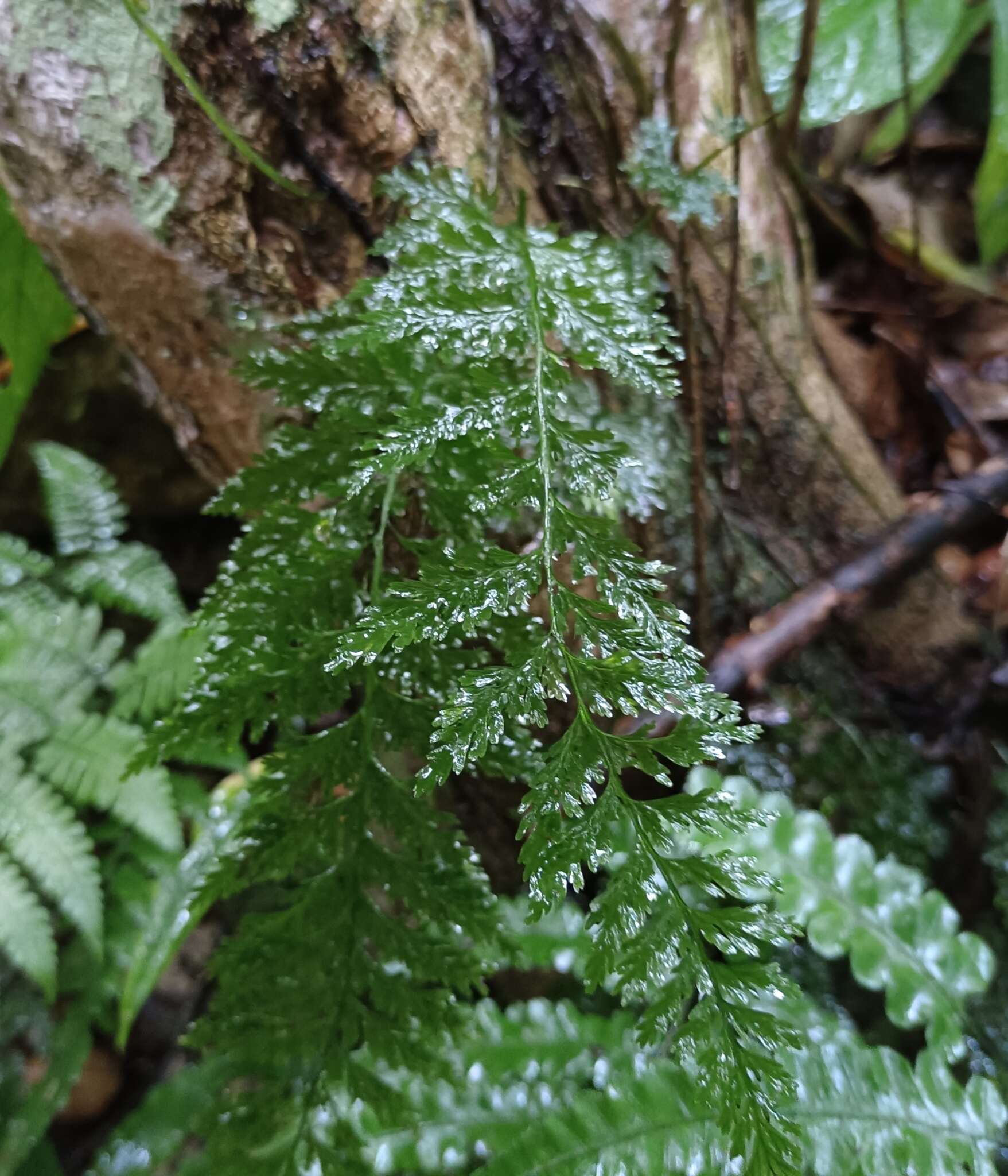 Слика од Vandenboschia striata (D. Don) Ebihara