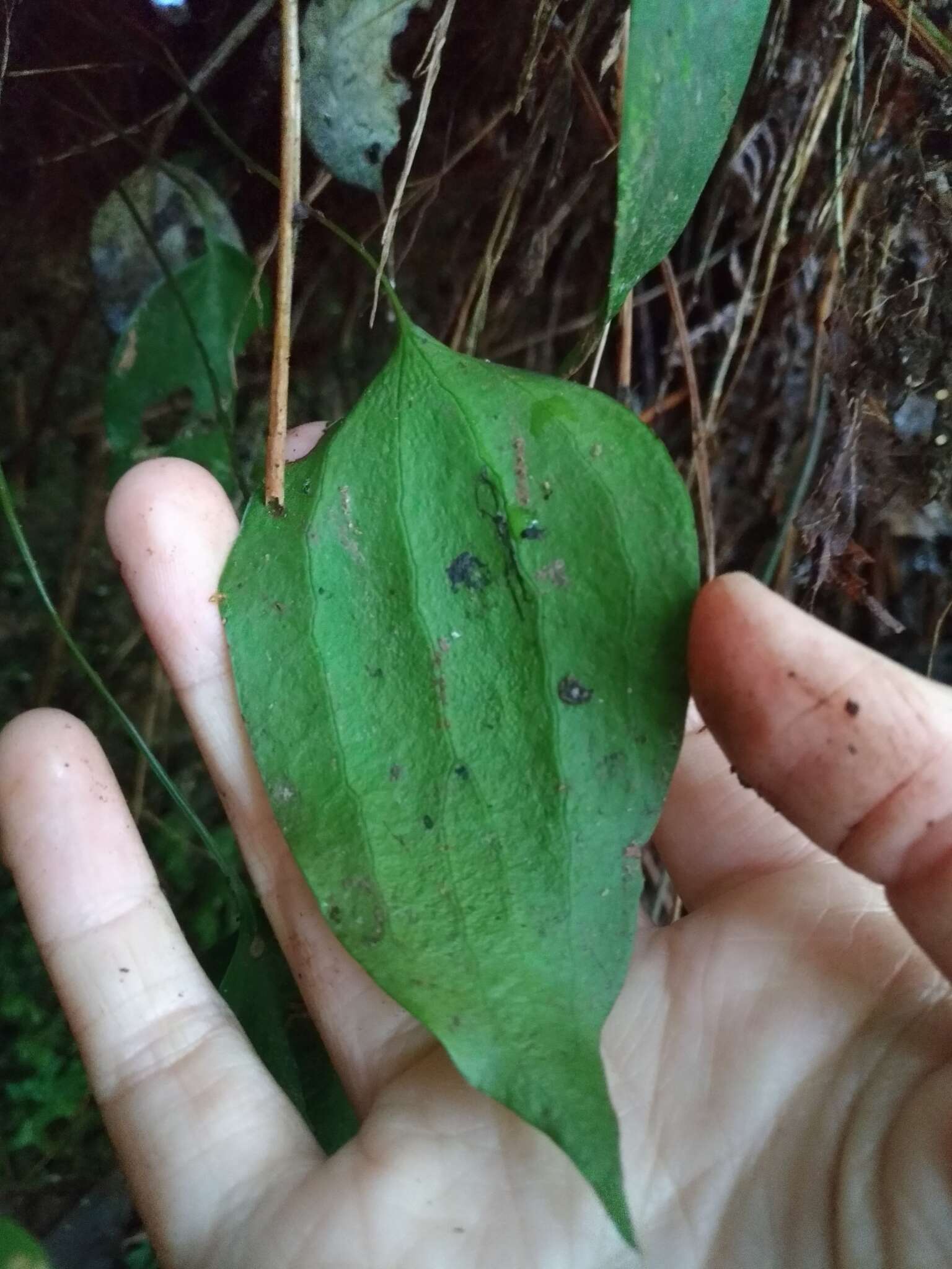 Imagem de Cheiropleuria integrifolia (D. C. Eaton ex Hook.) M. Kato, Y. Yatabe, Sahashi & N. Murak.