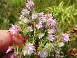 Plancia ëd Erica eriocephala Lam.