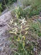 Слика од Ornithogalum pyrenaicum L.