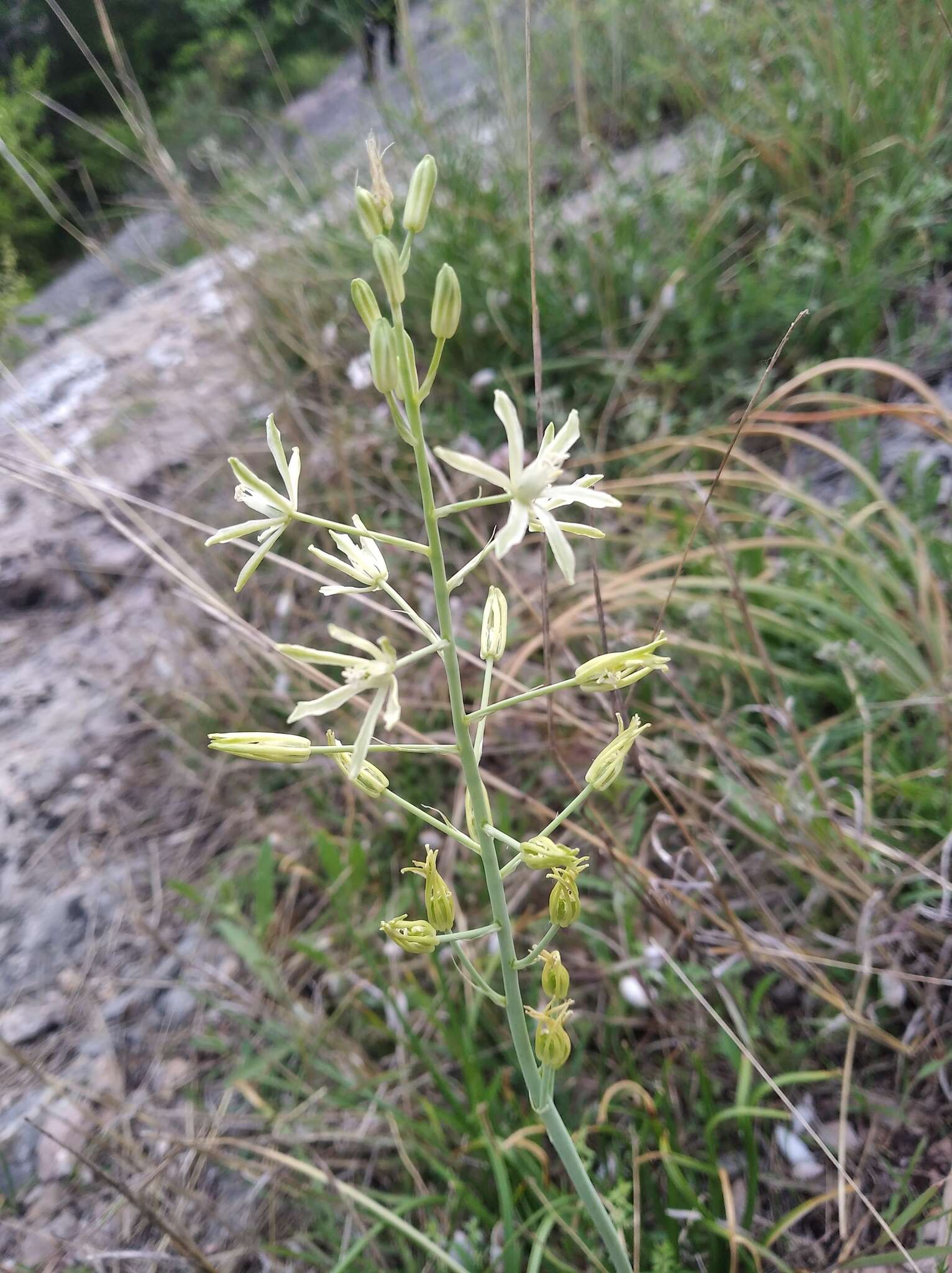 Слика од Ornithogalum pyrenaicum L.