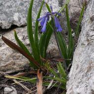 Imagem de Agapanthus walshii L. Bolus