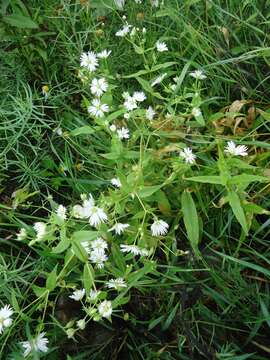 Image of Stellaria radians L.