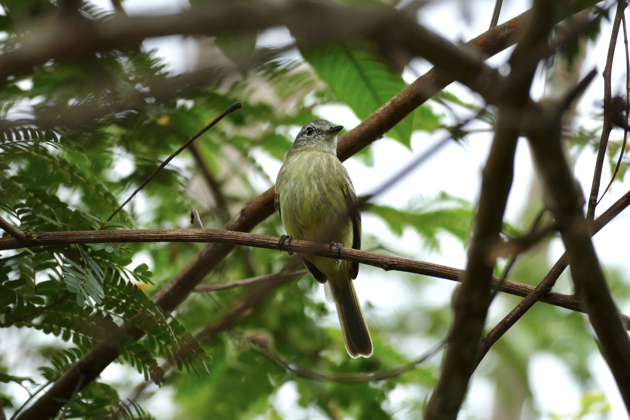 Image of Forest Elaenia