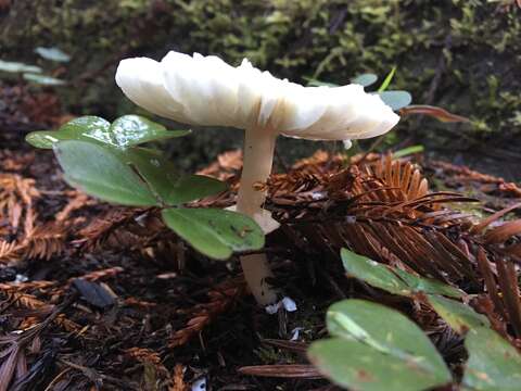 Image of Lepiota rubrotinctoides Murrill 1912