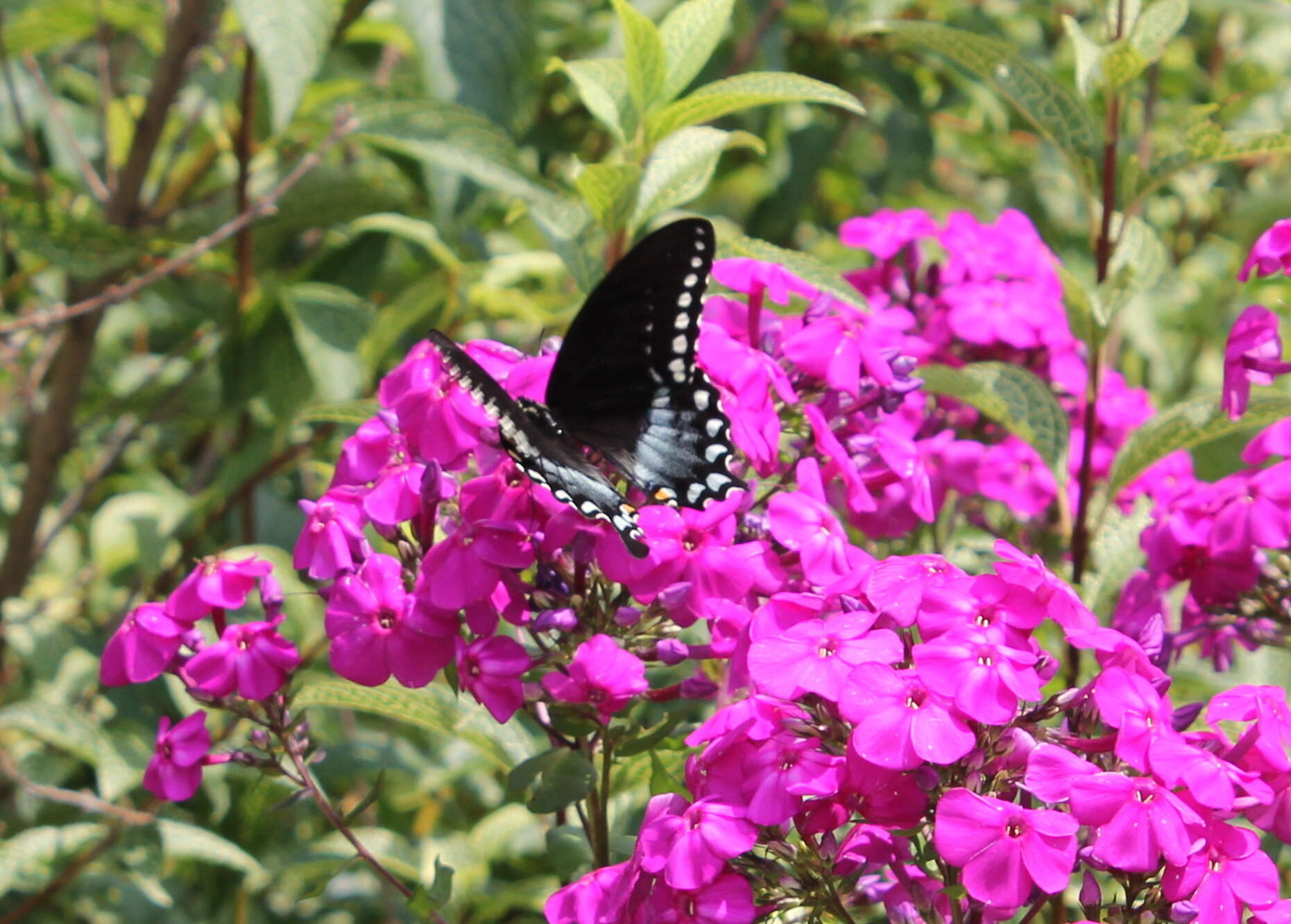 Papilio troilus Linnaeus 1758 resmi