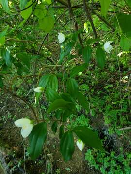 Image of scentless mock orange