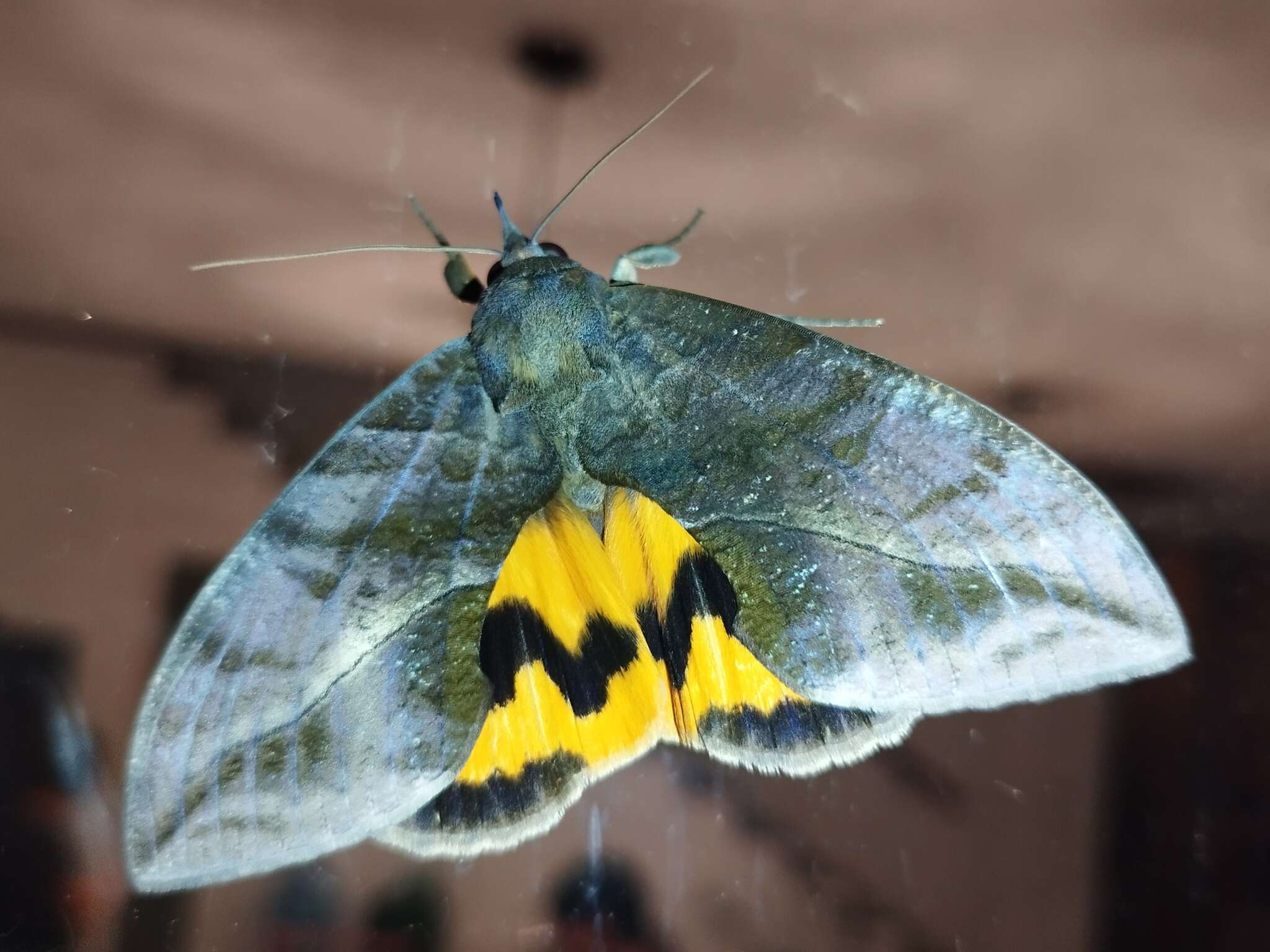 Image of Eudocima serpentifera (Walker 1858)