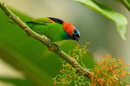 Image of Red-necked Tanager