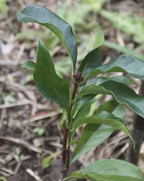 صورة Syzygium hodgkinsoniae (F. Müll.) L. A. S. Johnson