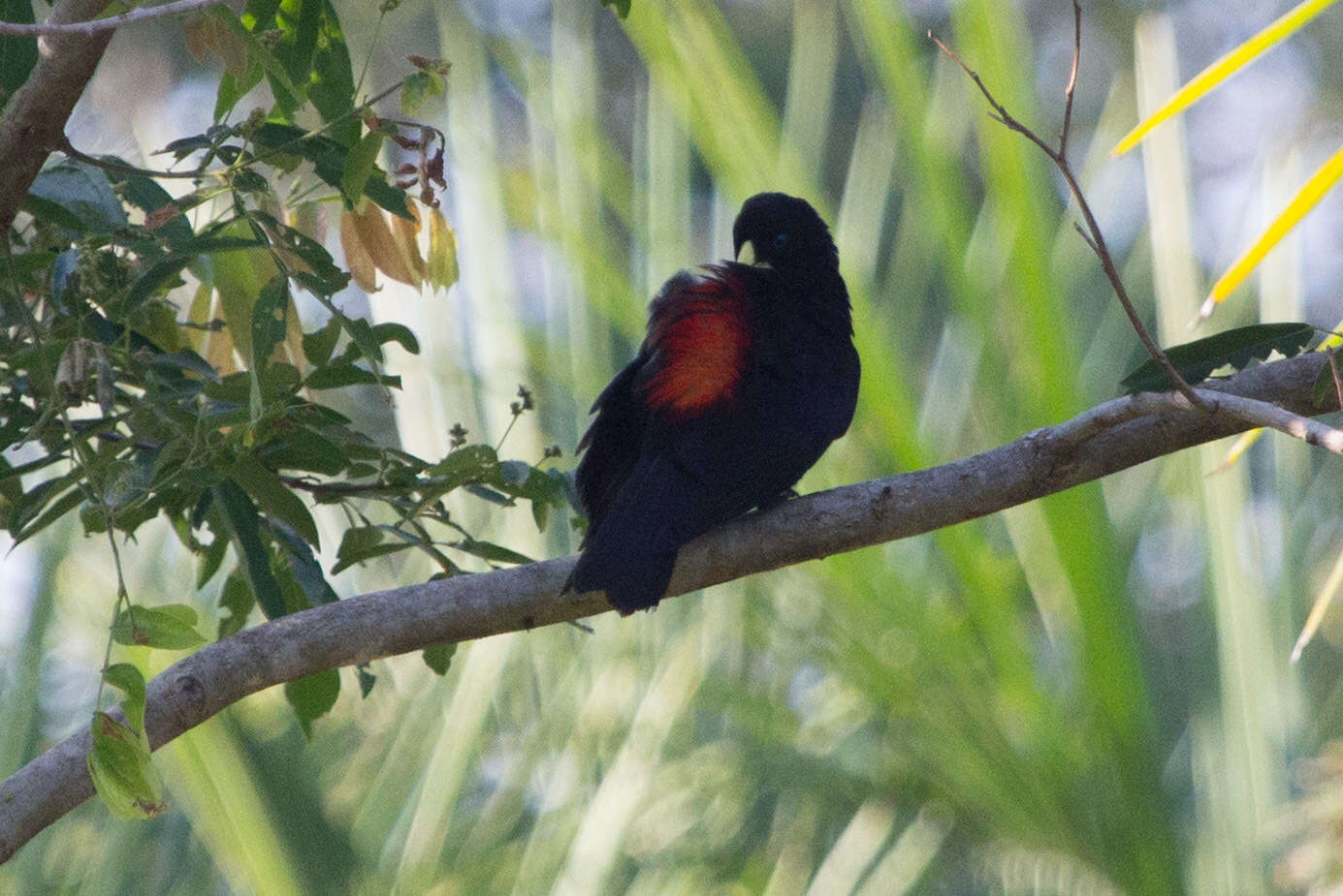 Image of Red-rumped Cacique