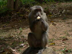 Image of Macaca fascicularis condorensis Kloss 1926