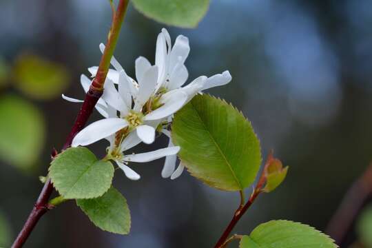 Image de Amelanchier alnifolia var. cusickii (Fern.) C. L. Hitchc.