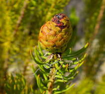صورة Leucadendron teretifolium (Andrews) I. Williams