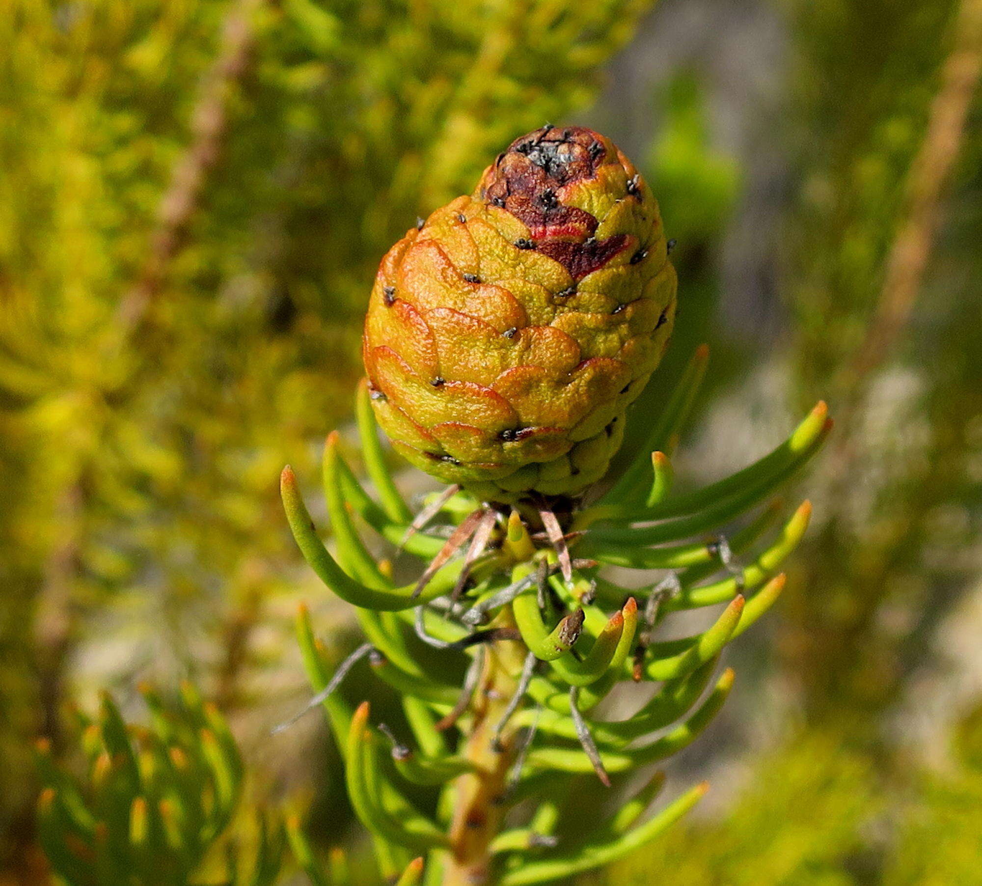 Image of Leucadendron teretifolium (Andrews) I. Williams