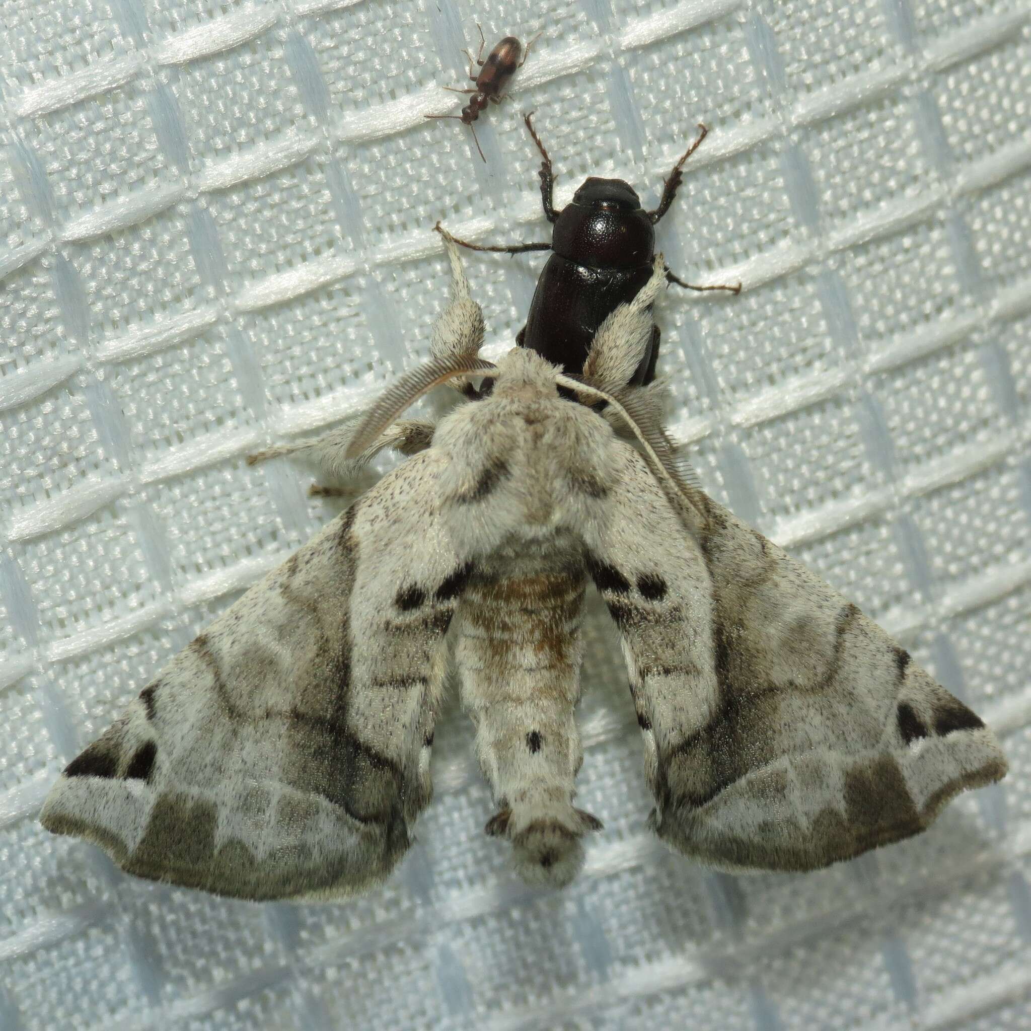 Image of Pudefacted Apatelodes Moth