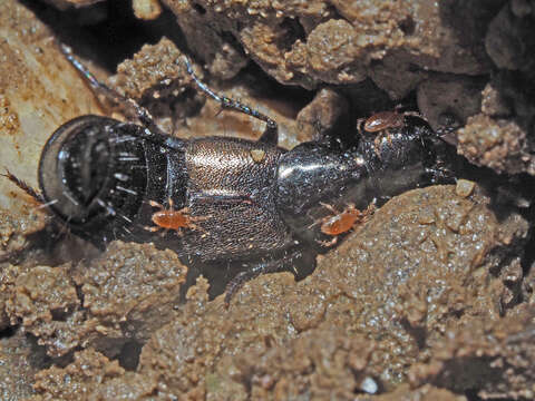 Image of Philonthus (Philonthus) tenuicornis Mulsant & Rey 1853