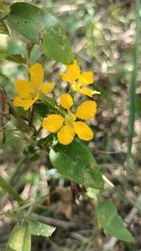 Image of Gaudichaudia albida Cham. & Schltdl.