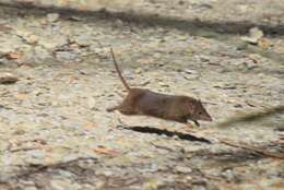 Image of Dusky Antechinus