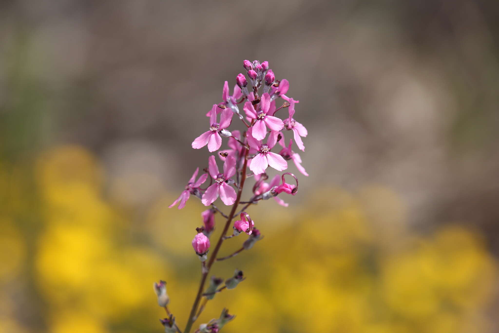 Image of Stylidium brunonianum Benth.