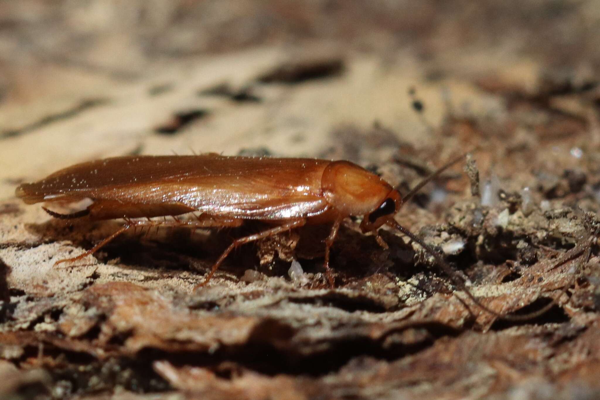 Image of Fulvous Wood Cockroach