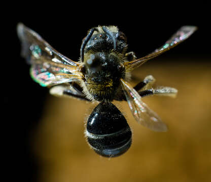 Plancia ëd Lasioglossum zonulum (Smith 1848)