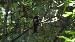 Image of Common Square-tailed Drongo