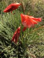 Imagem de Gladiolus saundersii Hook. fil.