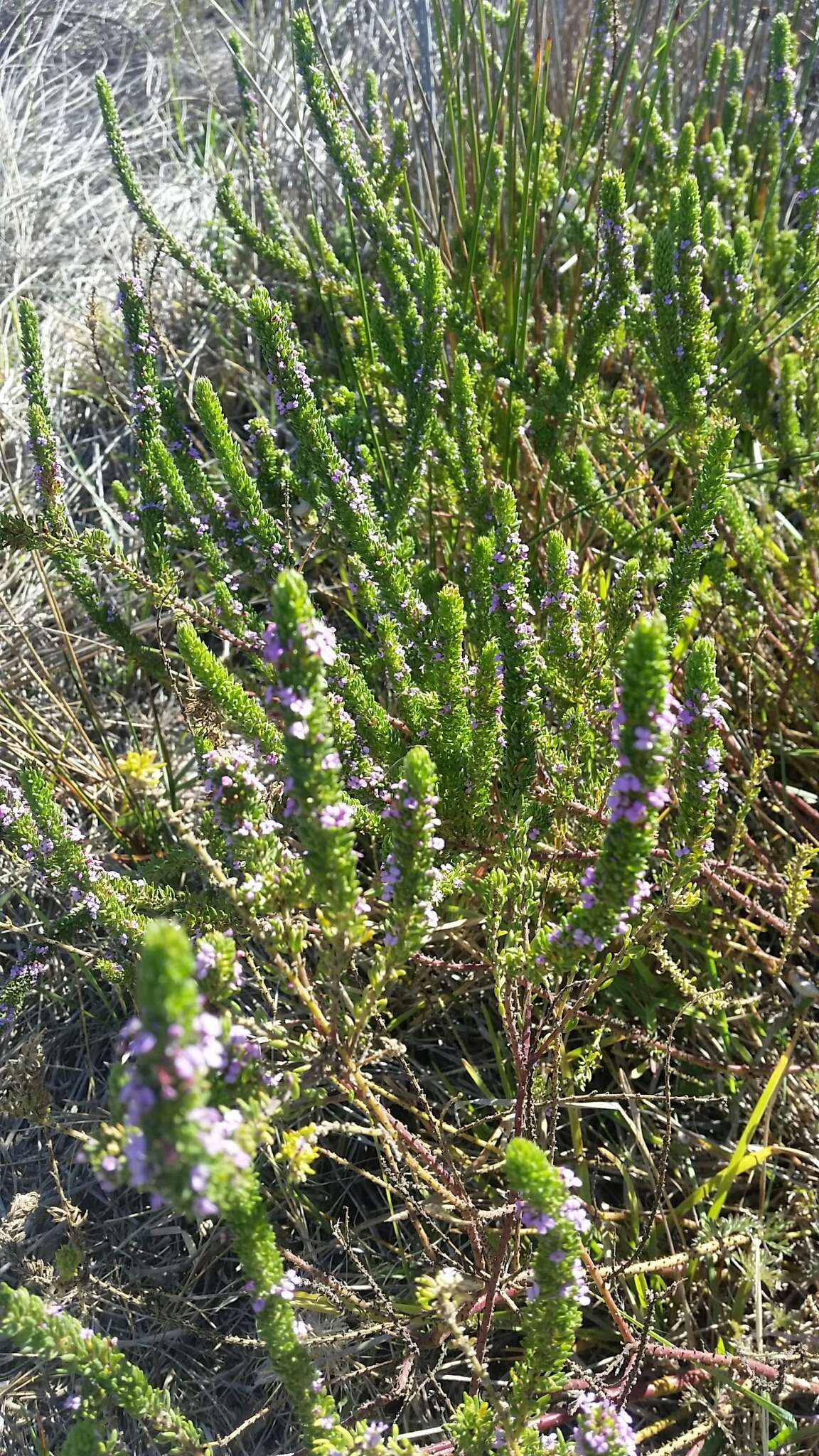 Image of Muraltia mitior (Berg.) Levyns ex Fourc.