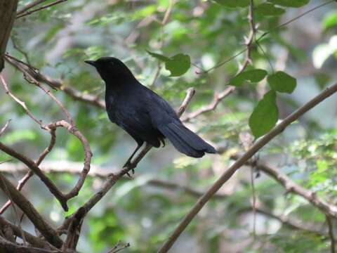 Image of Melanoptila Sclater & PL 1858