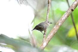 Image of Long-winged Antwren