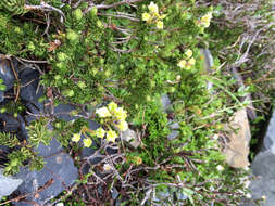 Image de Phyllodoce glanduliflora (Hook.) Coville