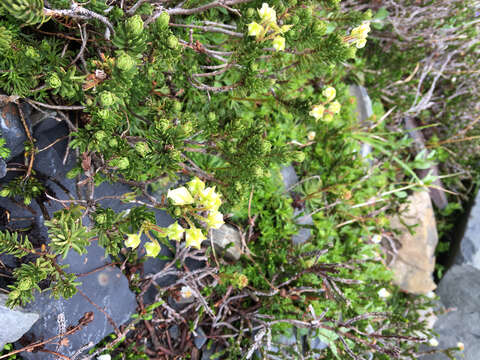 Image of Yellow Mountain-Heath