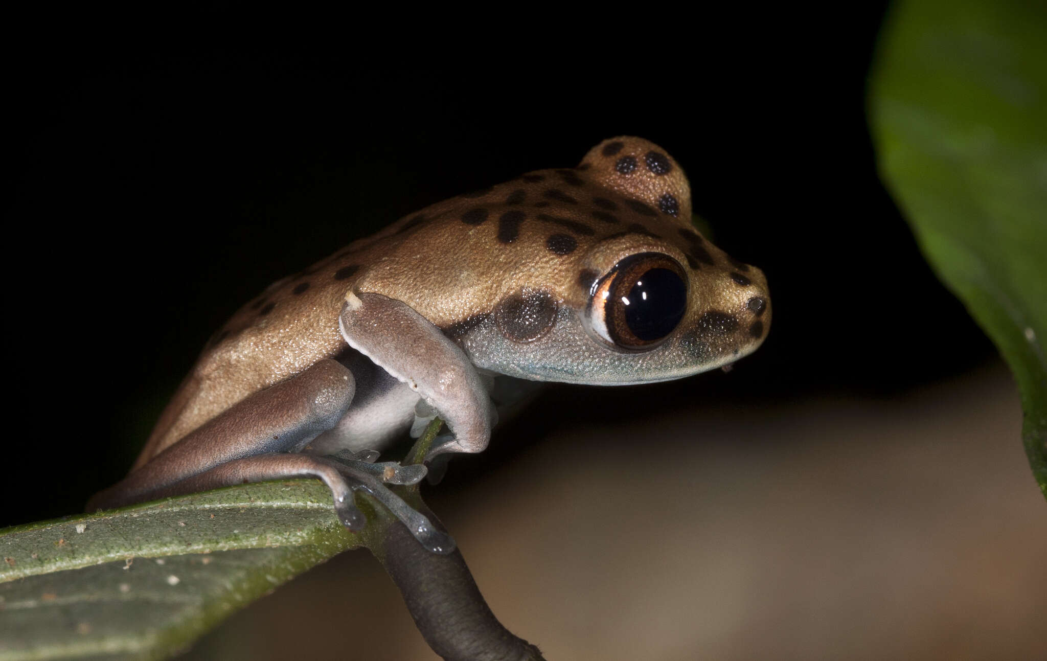 Image de Boana appendiculata