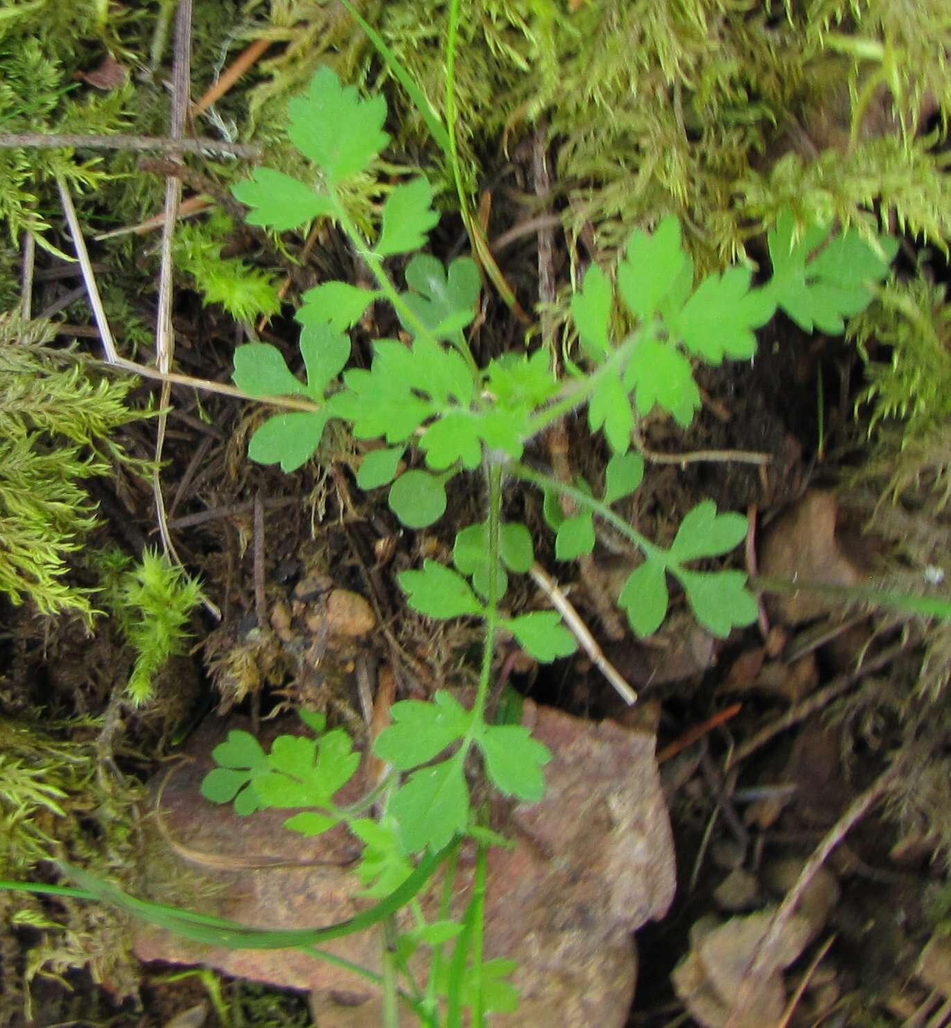 Image of variableleaf collomia