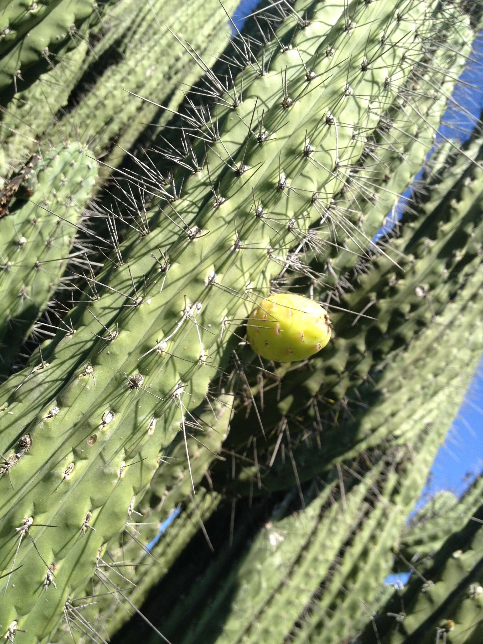 Image of Toothpick Cactus