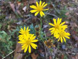 Image of Maryland goldenaster