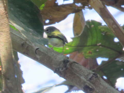 Image of Short-tailed Pygmy Tyrant