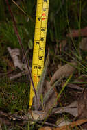 Image of Caladenia cala Hopper & A. P. Br.