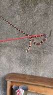 Image of Allen's Coral Snake