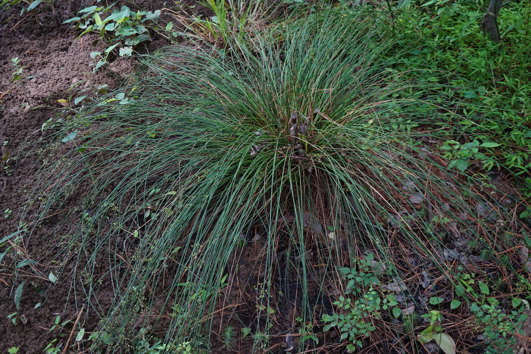 Imagem de Juncus coriaceus Mackenzie