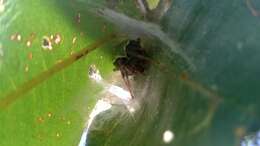 Image of Araneus horizonte Levi 1991