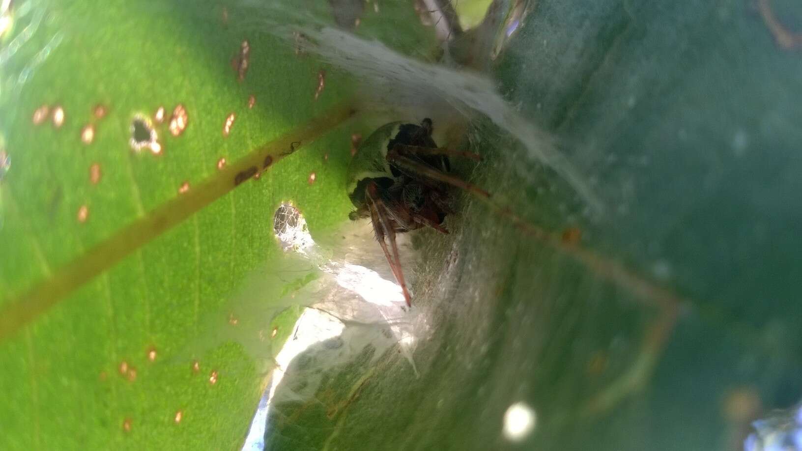 Image of Araneus horizonte Levi 1991