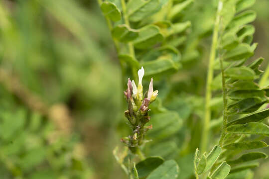 Image of Yellow Milk-vetch