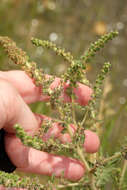 Image de Ambrosia peruviana Willd.